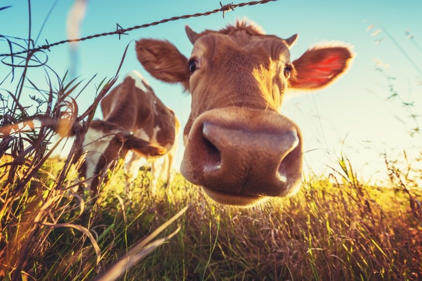 Viande Francais