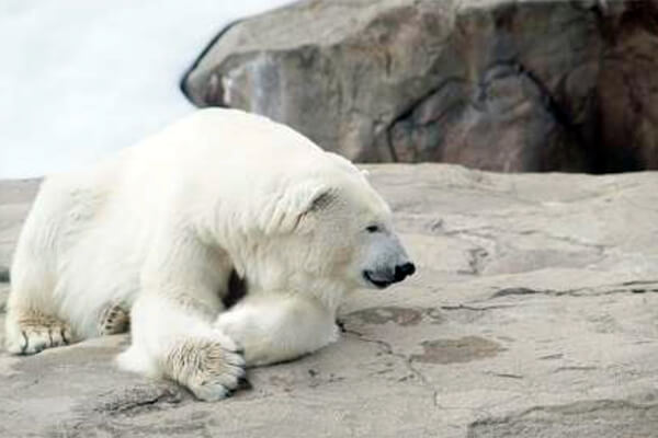 climate action program