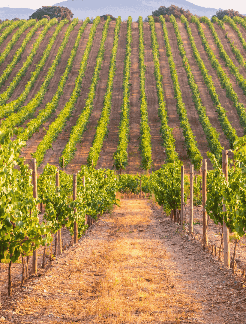 Cuvée Pédagogique